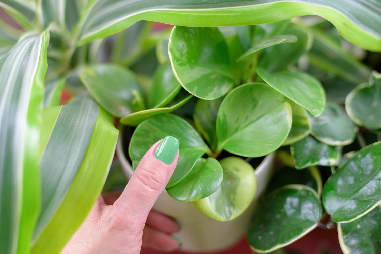 woman-s-hand-with-green-thumb-touching-potted-plant